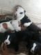 American Staffordshire Terrier Puppies for sale in Elizabethtown, KY, USA. price: $250