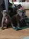 American Staffordshire Terrier Puppies for sale in Detroit, MI, USA. price: $300