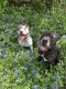 American Staffordshire Terrier Puppies for sale in Austin, TX, USA. price: NA