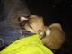 American Staffordshire Terrier Puppies for sale in Waterford Twp, MI, USA. price: NA