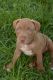 American Staffordshire Terrier Puppies for sale in Clover, SC 29710, USA. price: NA