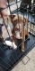 American Staffordshire Terrier Puppies for sale in Lake Wylie, SC 29710, USA. price: NA