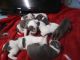 American Staffordshire Terrier Puppies for sale in Springtown, TX 76082, USA. price: NA