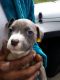 American Staffordshire Terrier Puppies for sale in Port Vue, PA, USA. price: $300
