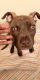 American Staffordshire Terrier Puppies for sale in Concord, NC 28025, USA. price: NA