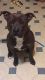 American Staffordshire Terrier Puppies for sale in Christiana, DE 19702, USA. price: NA