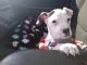 American Staffordshire Terrier Puppies for sale in Springfield, OH, USA. price: NA