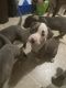 American Staffordshire Terrier Puppies for sale in Norfolk, VA, USA. price: NA