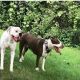 American Staffordshire Terrier Puppies for sale in 1600 S Pleasant Hill Dr, New Berlin, WI 53146, USA. price: NA