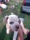 American Staffordshire Terrier Puppies for sale in Alvin, TX, USA. price: NA