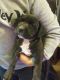 American Staffordshire Terrier Puppies for sale in Tacoma, WA, USA. price: $350