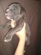 American Staffordshire Terrier Puppies for sale in Cadiz, KY 42211, USA. price: $350