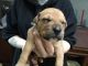 American Staffordshire Terrier Puppies for sale in Lakewood, WA, USA. price: $400