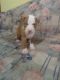 American Staffordshire Terrier Puppies for sale in Buffalo Lake, MN 55314, USA. price: NA