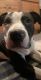 American Staffordshire Terrier Puppies for sale in Plymouth, MI 48170, USA. price: $200