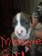 American Staffordshire Terrier Puppies for sale in Pensacola, FL, USA. price: NA