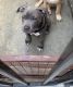 American Staffordshire Terrier Puppies for sale in Oceanside, CA, USA. price: $800