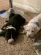 American Staffordshire Terrier Puppies for sale in Houston, TX, USA. price: $300