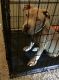 American Staffordshire Terrier Puppies for sale in Tampa, FL, USA. price: NA
