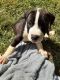 American Staffordshire Terrier Puppies for sale in Lancaster, KY 40444, USA. price: $150
