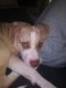 American Staffordshire Terrier Puppies for sale in Baton Rouge, LA, USA. price: $300