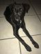 American Staffordshire Terrier Puppies for sale in Daytona Beach, FL, USA. price: NA