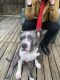 American Staffordshire Terrier Puppies for sale in Joppatowne, Abingdon, MD 21085, USA. price: $600