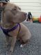 American Staffordshire Terrier Puppies for sale in San Jose, CA 95123, USA. price: NA