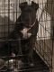 American Staffordshire Terrier Puppies for sale in Miramar, FL, USA. price: NA