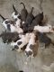 American Staffordshire Terrier Puppies for sale in Baytown, TX, USA. price: $375