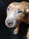 American Staffordshire Terrier Puppies for sale in Clearfield, PA 16830, USA. price: $300