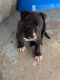 American Staffordshire Terrier Puppies for sale in Philadelphia, PA, USA. price: NA