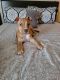 American Staffordshire Terrier Puppies for sale in Las Vegas, NV, USA. price: $200