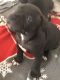 American Staffordshire Terrier Puppies for sale in Chattanooga, TN, USA. price: NA