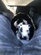 American Staffordshire Terrier Puppies for sale in Waco, TX, USA. price: NA