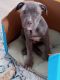 American Staffordshire Terrier Puppies for sale in Nashville, TN, USA. price: $350