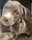 American Staffordshire Terrier Puppies for sale in Melbourne, FL, USA. price: NA