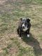 American Staffordshire Terrier Puppies for sale in Cedar Rapids, IA, USA. price: NA