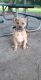 American Staffordshire Terrier Puppies for sale in Brandon, FL 33511, USA. price: NA