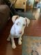 American Staffordshire Terrier Puppies for sale in Georgetown, DE 19947, USA. price: $1,000