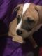 American Staffordshire Terrier Puppies for sale in Huntington Station, NY, USA. price: NA