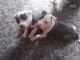 American Staffordshire Terrier Puppies for sale in Reno, NV, USA. price: $500