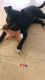 American Staffordshire Terrier Puppies for sale in Newark, NJ, USA. price: NA