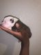 American Staffordshire Terrier Puppies for sale in 7400 W Arrowhead Clubhouse Dr, Glendale, AZ 85308, USA. price: $1,000