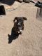 American Staffordshire Terrier Puppies for sale in Barstow, CA, USA. price: NA
