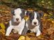 American Staffordshire Terrier Puppies for sale in Michigan City, IN, USA. price: NA