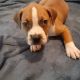 American Staffordshire Terrier Puppies for sale in Stone Mountain, GA, USA. price: NA