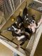 American Staffordshire Terrier Puppies for sale in Ocklawaha, FL 32179, USA. price: $450