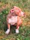 American Staffordshire Terrier Puppies for sale in Buffalo Lake, MN 55314, USA. price: $1,500