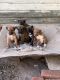 American Staghound Puppies